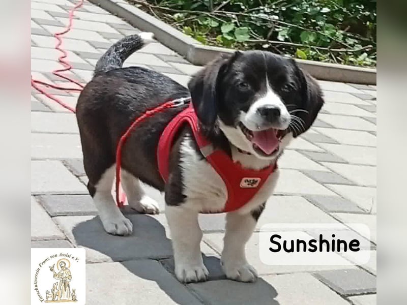 Sunshine – ein kleines Lächeln auf vier Pfoten!