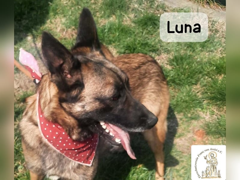Luna – Köpfchen, Power und definitiv Pfeffer im Hintern!