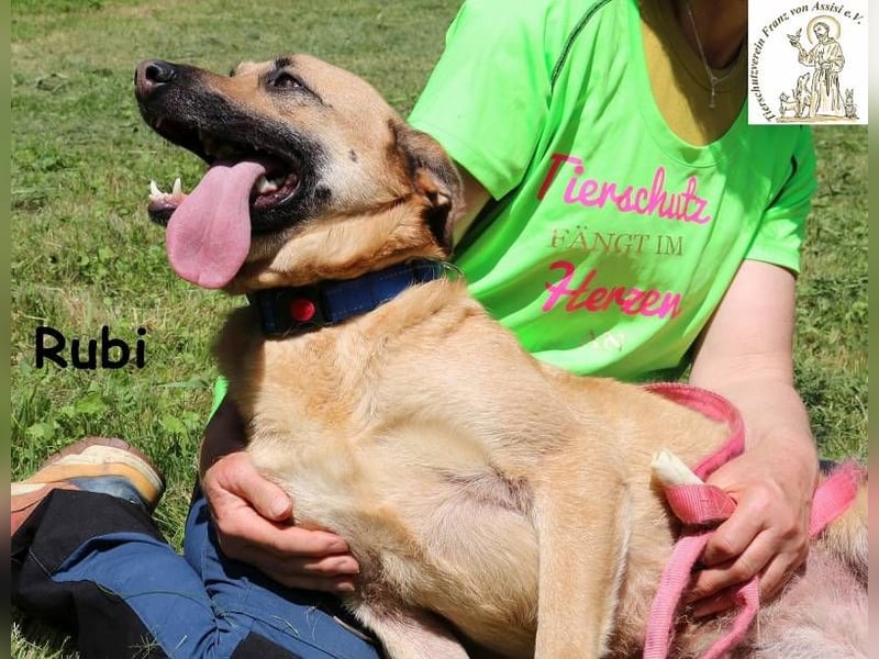 Rubi – vier Pfoten, ein Herz und jede Menge Abenteuerlust Rubi – vier Pfoten, ein Herz und jede Menge Abenteuerlust
