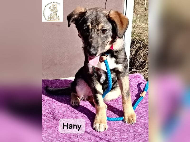 Hany – neugierig, frech und unwiderstehlich!