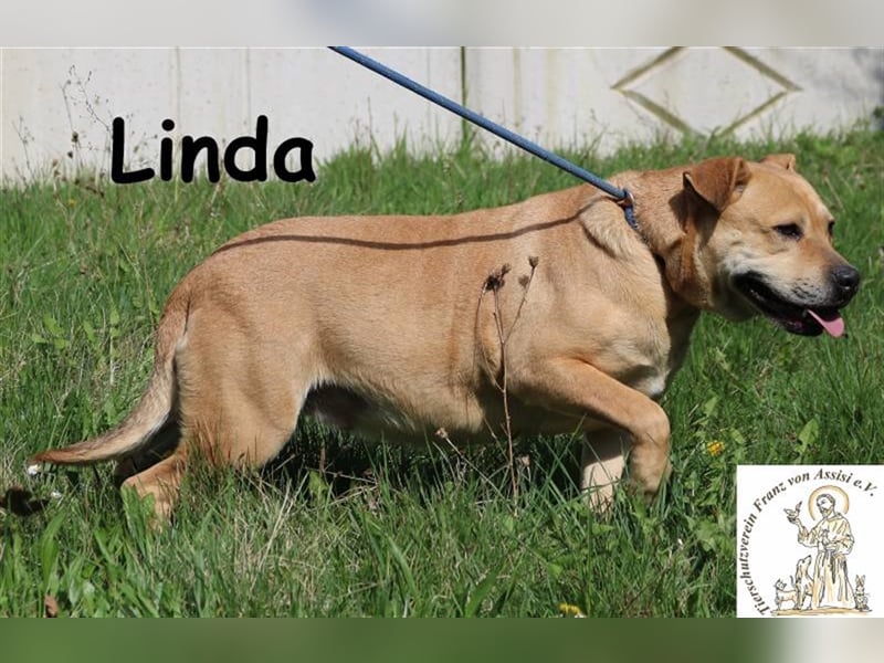 Linda - verschmust und fröhlich