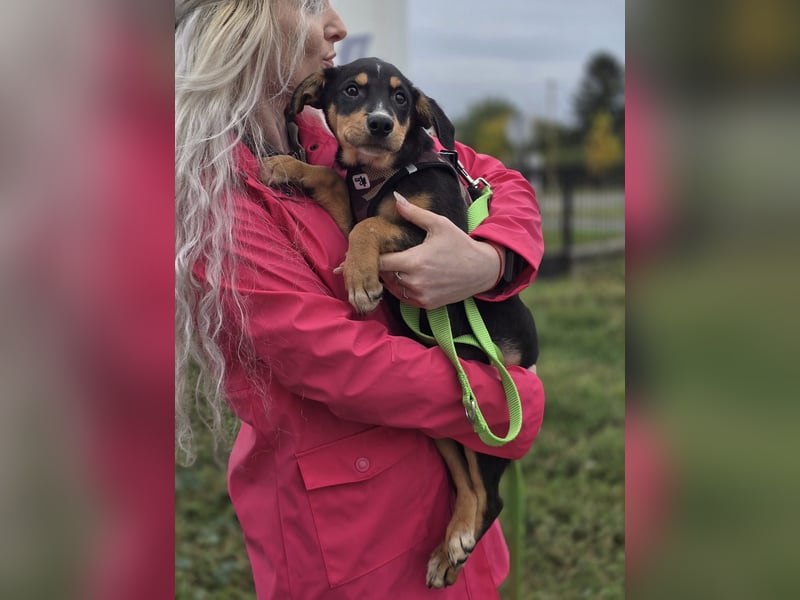 Dado ❤️megasüßes Hundebaby