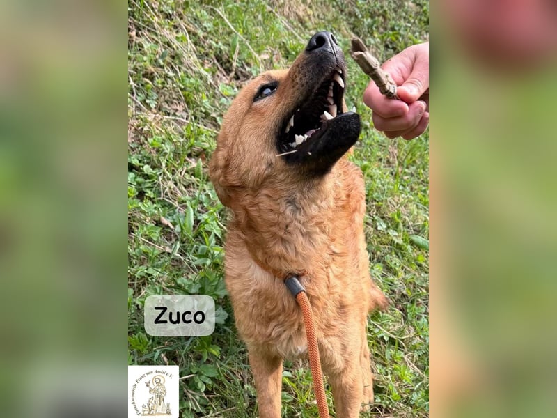 Zuco – jung, klug, charmant – und ziemlich bereit fürs Zuhause!