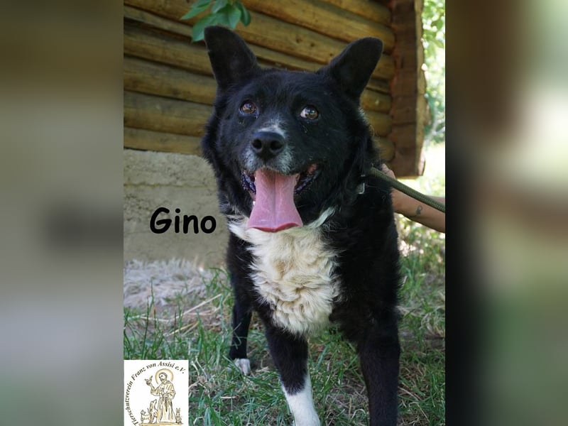 Gino – kleiner Hund, der zeigt, dass Liebe stärker ist als jede Narbe!