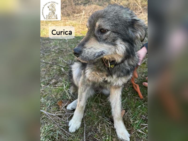 Curica – sucht Menschen, die ihr zeigen, wie sich Zuhause anfühlt!