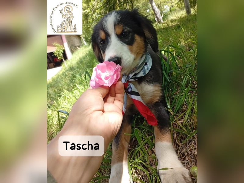 Tascha – heute wäre ein guter Tag, um ein Zuhause zu finden!