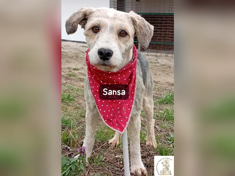 Sansa – der Neuanfang steht ihr einfach gut!