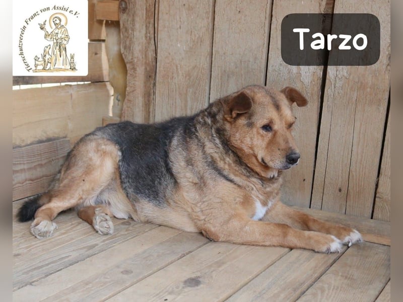 Tarzo – ein Herz voller Jahre, das Ruhe verdient!