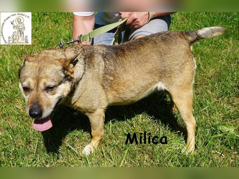 Milica – Endlich wälzen im Gras, endlich frei – mit Dir!