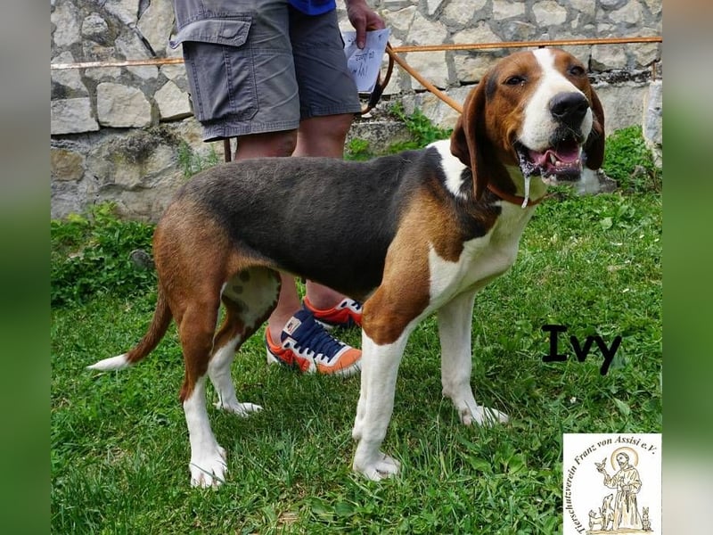 Ivy – bunte Pfotenpower und eine Mission: deine beste Freundin werden!