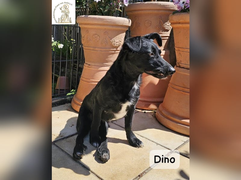 Dino – Wie wertvoll ein Leben ist!