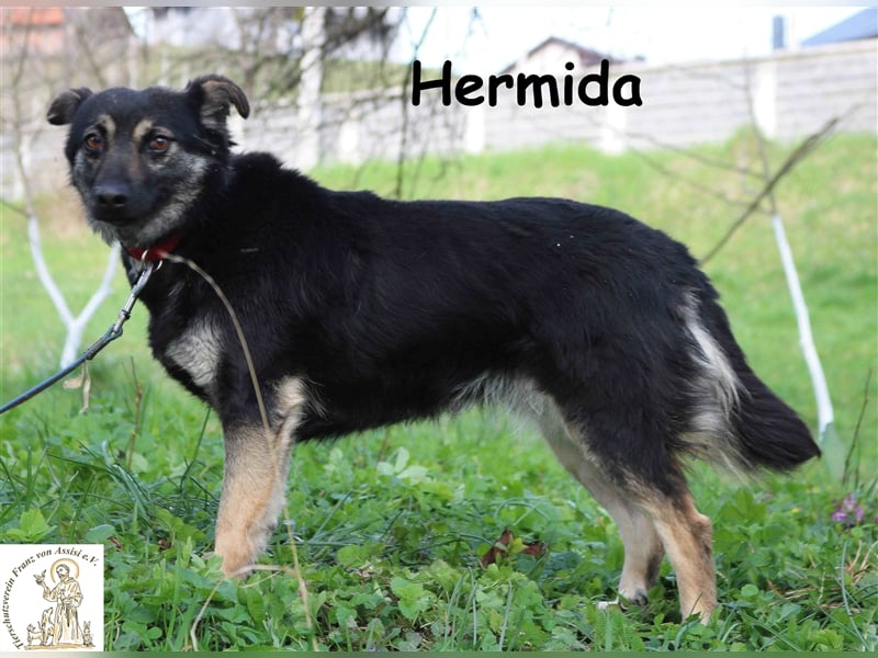Hermida - hat einen Platz in ihrem Herzen frei