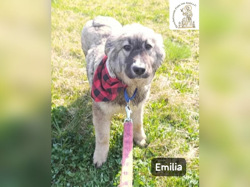 Emilia sucht das Kapitel, das „Zuhause“ heißt!