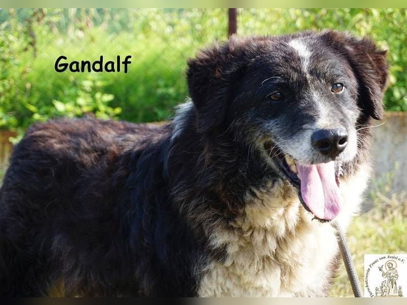 Gandalf – unkomplizierter, freundlicher Gefährte