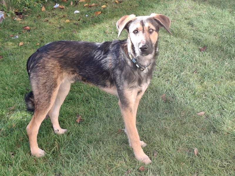 Simon – Jungspund sucht seine Familie