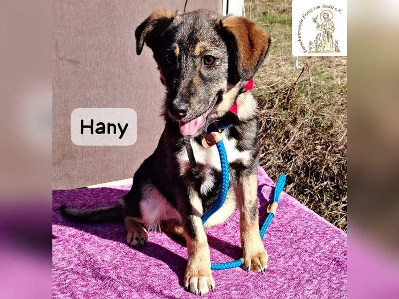 Hany – neugierig, frech und unwiderstehlich!