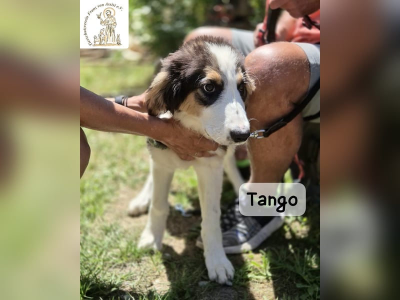 Tango – große Pfoten, großes Herz und viel Potenzial!