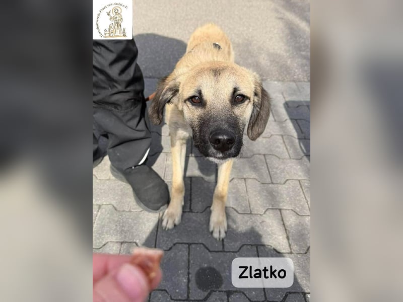 Zlatko – Hauptberuf: Herzensbrecher. Nebenjob: Gute-Laune-Beauftragter!