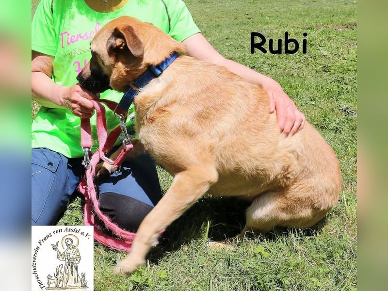Rubi – vier Pfoten, ein Herz und jede Menge Abenteuerlust Rubi – vier Pfoten, ein Herz und jede Menge Abenteuerlust