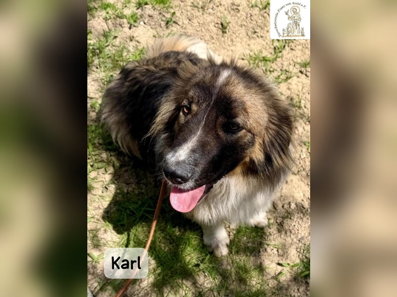 Karl – ein echtes Unikat auf vier Pfoten!