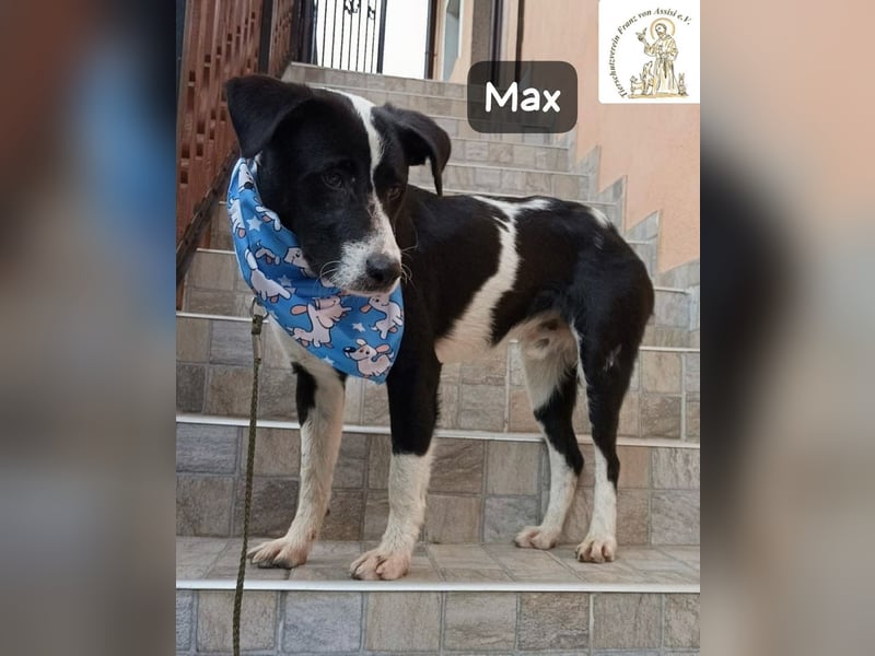 Max – seine zweite Chance auf ein wundervolles Leben!