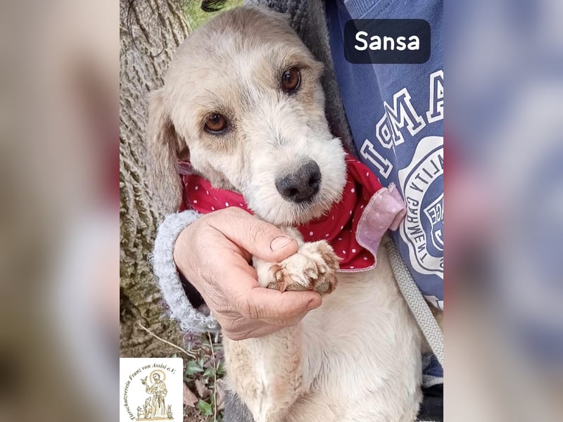 Sansa – der Neuanfang steht ihr einfach gut!