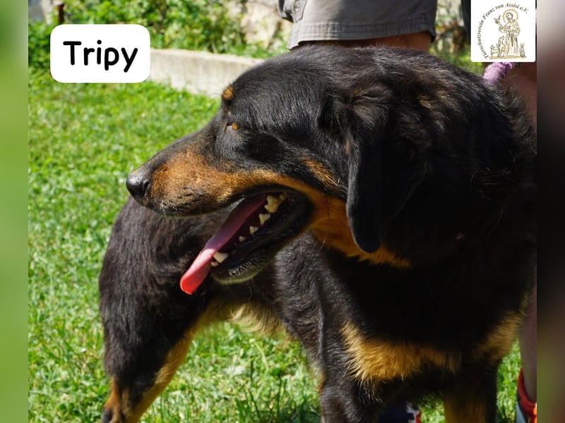 Tripy – Wer mit dem Herzen sieht, erkennt die Perfektion!