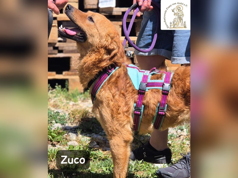 Zuco – jung, klug, charmant – und ziemlich bereit fürs Zuhause!