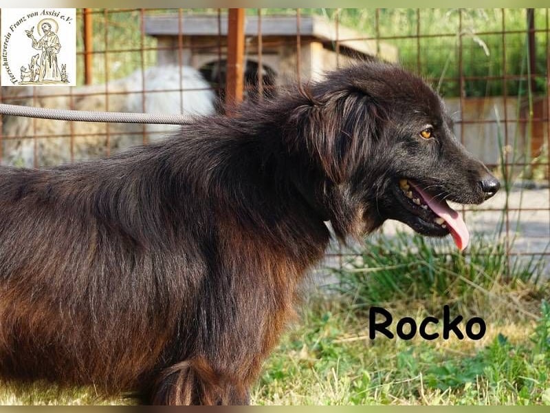 Rocko – treuer Begleiter fürs Leben