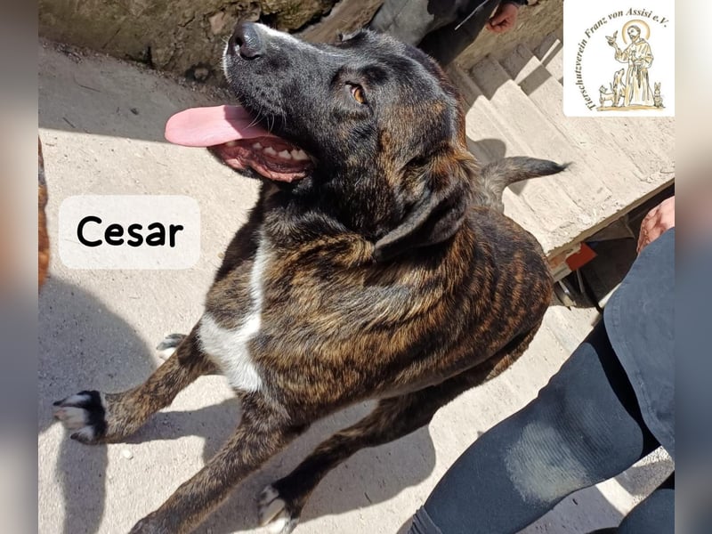 Cesar – ein großer Junge mit Honig im Herzen!