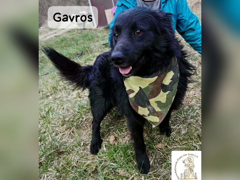 Gavros – einer, der das Leben erst noch richtig entdecken möchte!