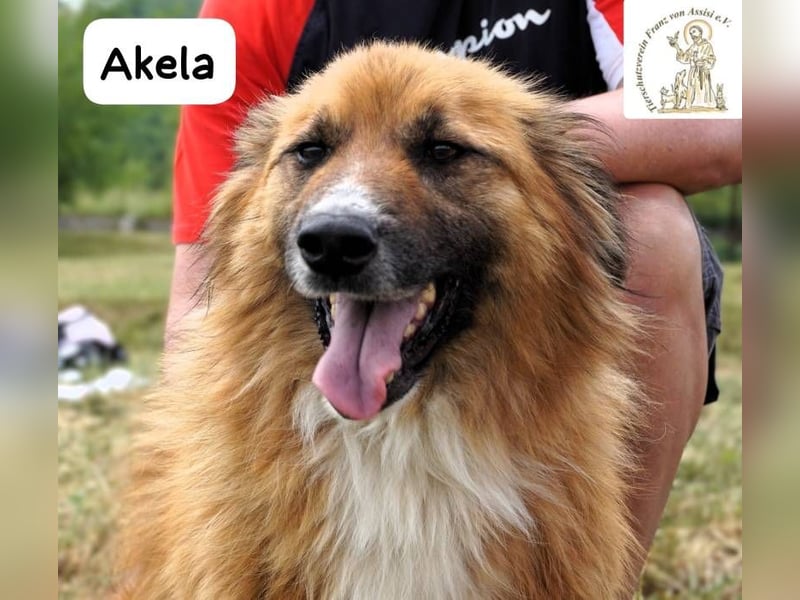 Akela – Will der beste Junge für seine Menschen werden!