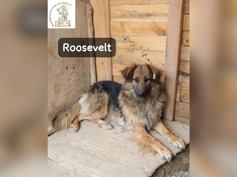 Roosevelt – ein Lächeln auf vier Pfoten!