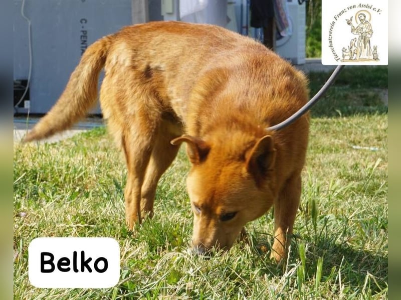 Belko – der Kumpel, auf den man gewartet hat!