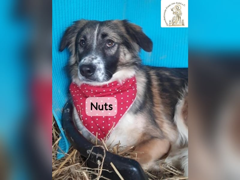 Nuts – leise beginnen, gemeinsam stärker werden!