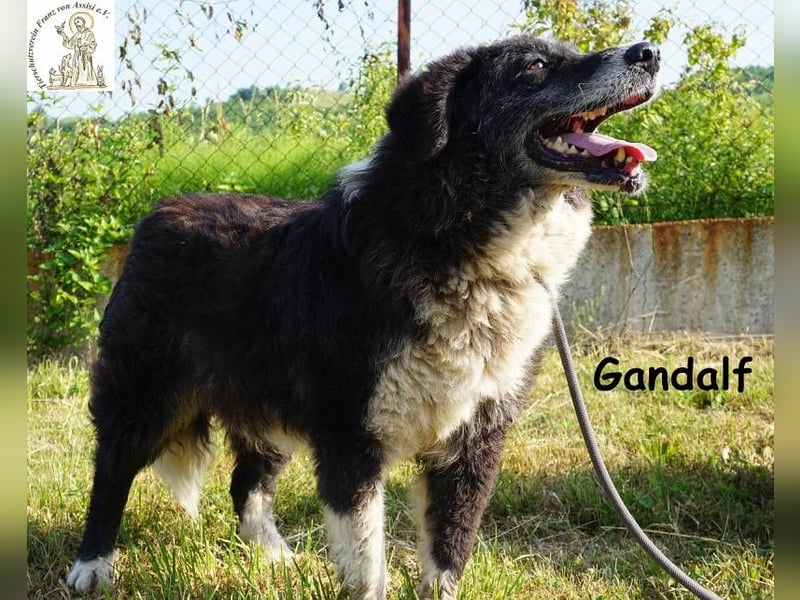 Gandalf – unkomplizierter, freundlicher Gefährte