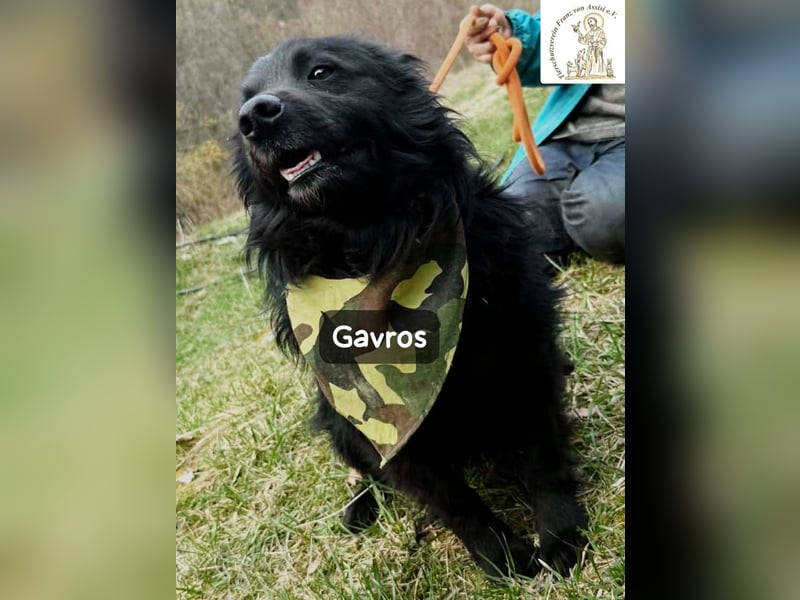 Gavros – einer, der das Leben erst noch richtig entdecken möchte!