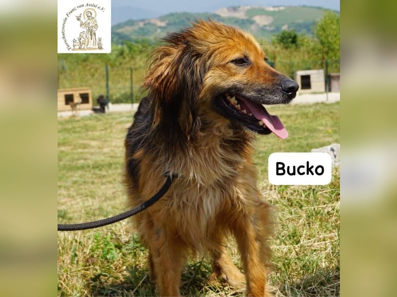 Bucko – Manche Helden tragen Fell!