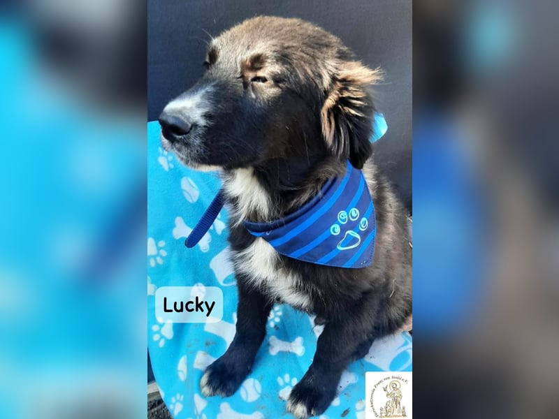 Lucky – kleiner Forscher auf vier Pfoten!