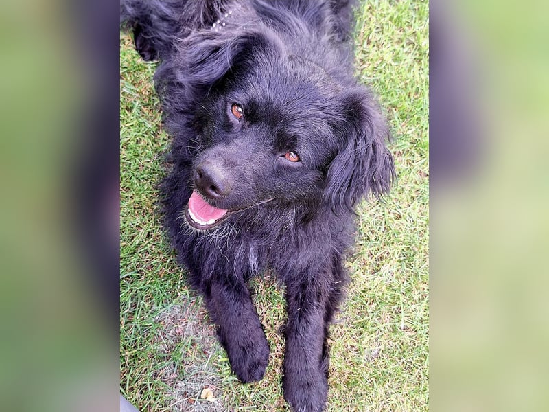 Nero – Herzensbrecher mit viel Charme und einigen Flausen im Kopf!