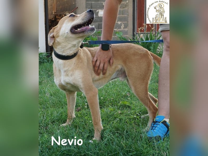 Nevio - Volle Kraft voraus – Energie pur und trotzdem ein Schmusekönig!