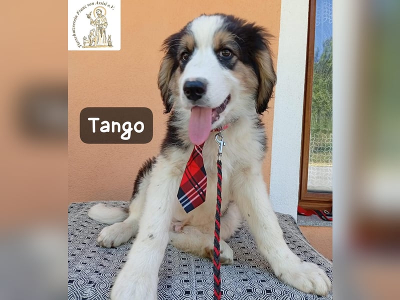 Tango – die Welt ist groß – aber ein Zuhause ist das Größte!