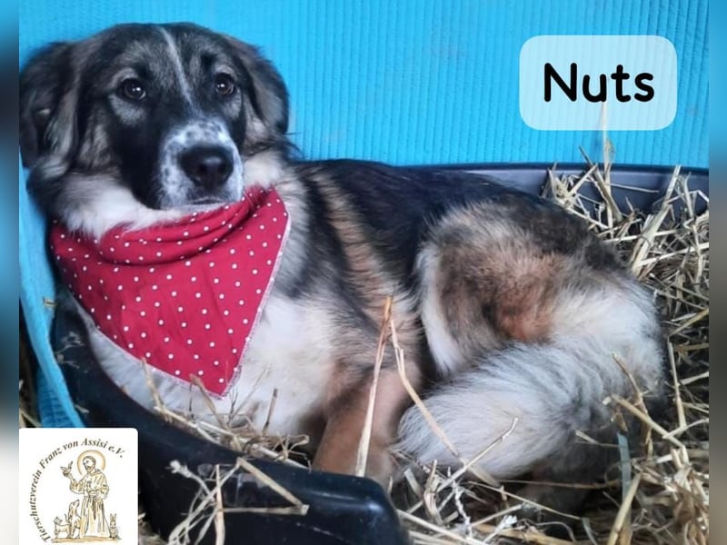 Nuts – leise beginnen, gemeinsam stärker werden!