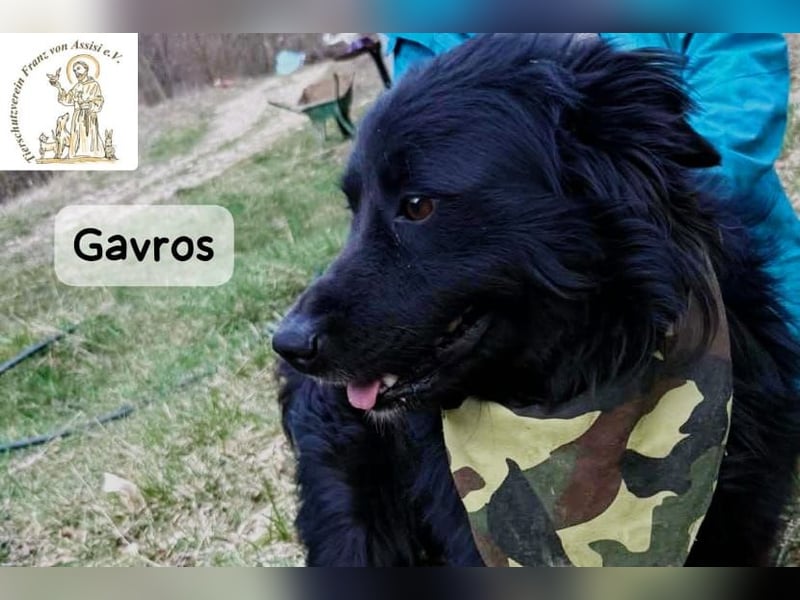 Gavros – einer, der das Leben erst noch richtig entdecken möchte!