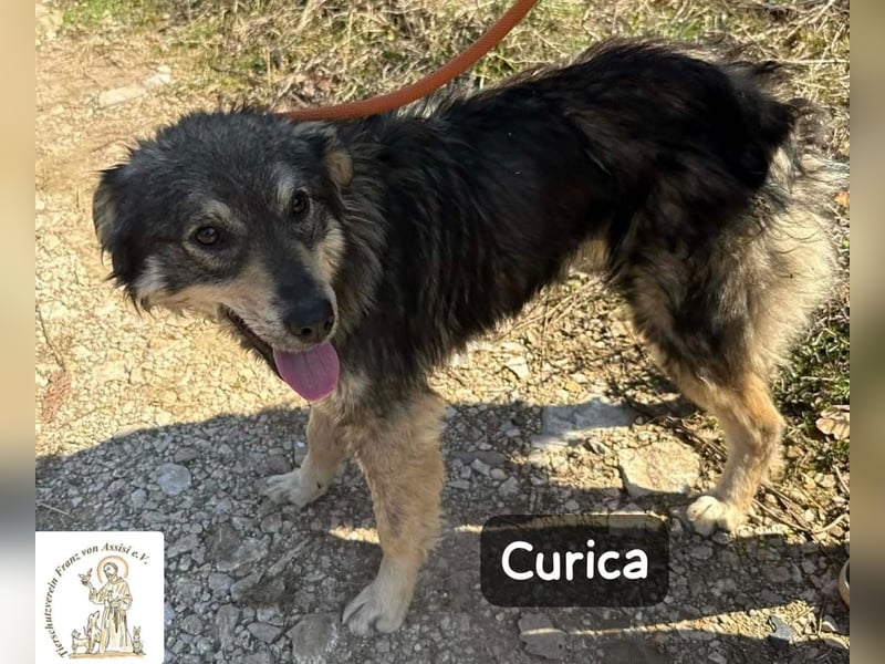 Curica – sucht Menschen, die ihr zeigen, wie sich Zuhause anfühlt!