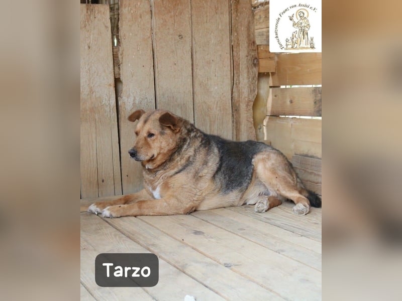 Tarzo – ein Herz voller Jahre, das Ruhe verdient!