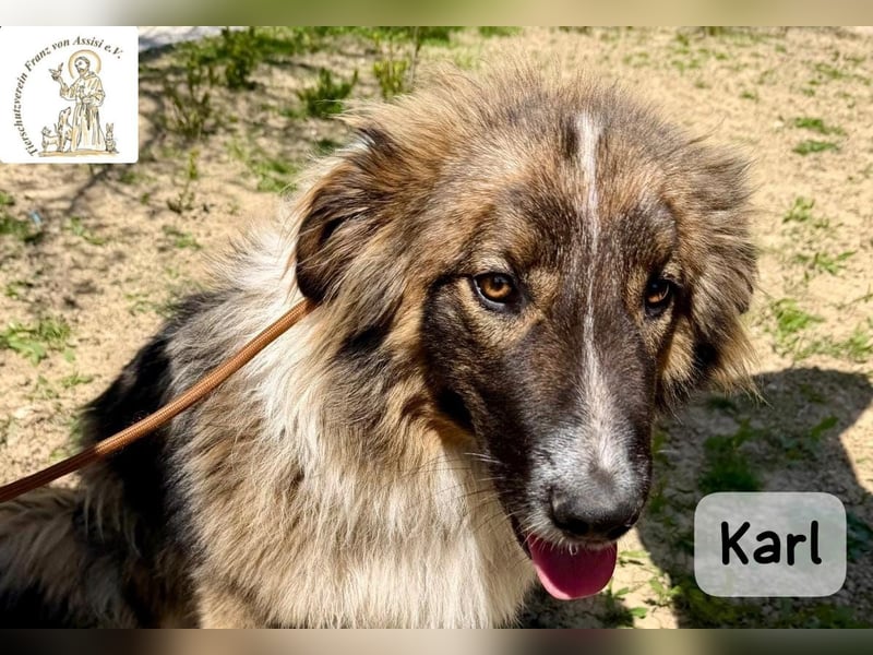 Karl – ein echtes Unikat auf vier Pfoten!
