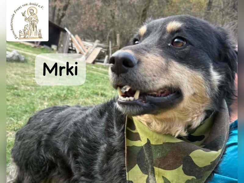 Mrki – ein sanfter Schatz mit großem Herzen!