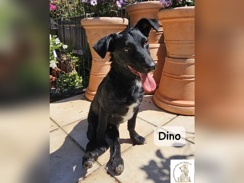 Dino – Wie wertvoll ein Leben ist!