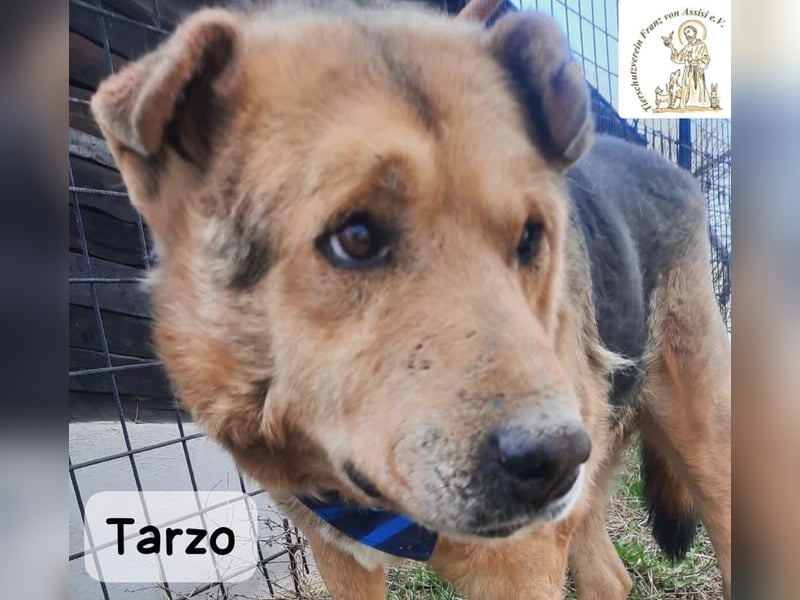 Tarzo – Ein Herz voller Jahre, das Ruhe verdient!